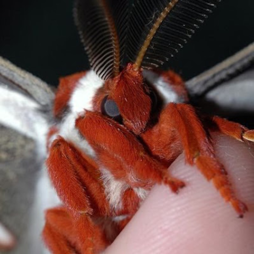 Meet your Posher, Comfymoth